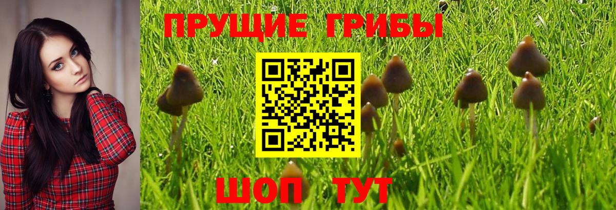 Галлюциногенные грибы Cubensis Ликино-Дулёво